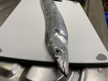 太刀魚 (1)