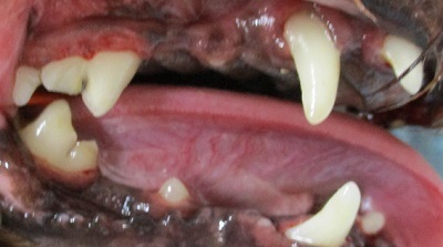 トトちゃん　犬の歯石除去3