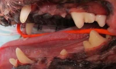 トトちゃん　犬の歯石除去4