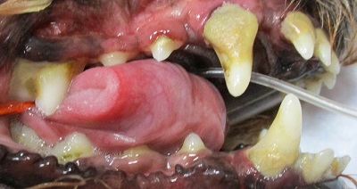 アリビオちゃん　犬の歯石除去1