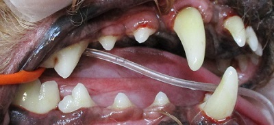 アリビオちゃん　犬の歯石除去3