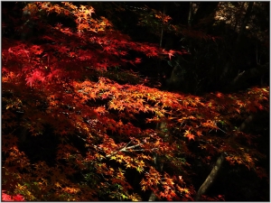 高知県四万十町　久木の森山風景林