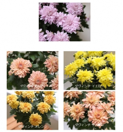 FireShot Screen Capture #412 - ポットマム の楽しみ方 I 菊の育種、種苗販売。イノチオ精興園 - www_seikoen-kiku_co_jp
