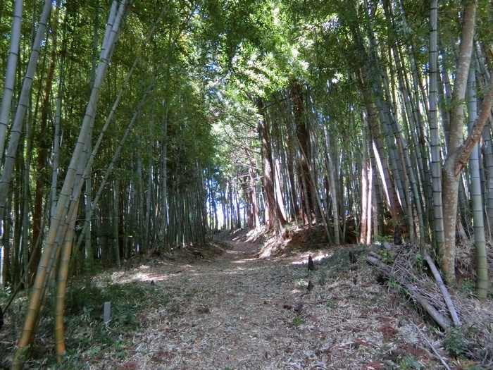 ６東街道を偲ぶ竹林