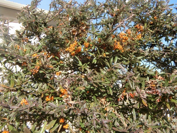 ８オレンジ色の木の実