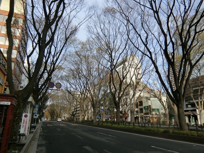 ２定禅寺の街路樹