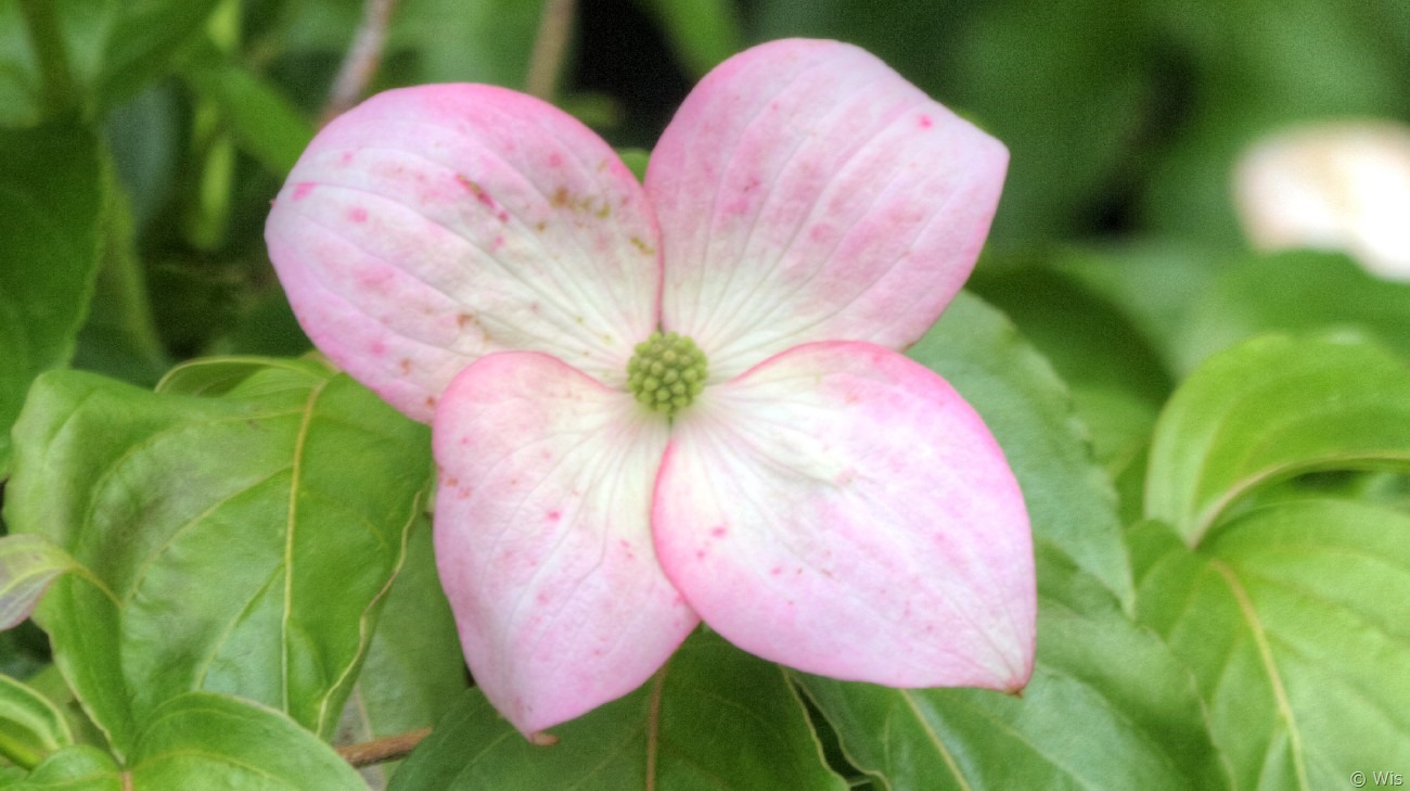 ピンクのヤマボウシ 春の花 その他
