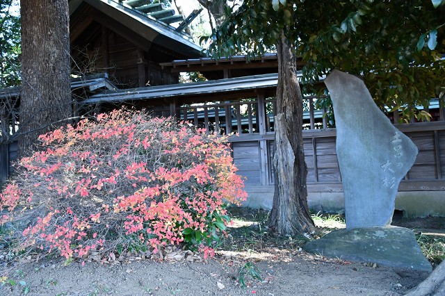 土呂の大杉　土呂神明社