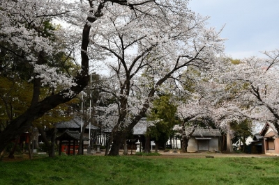 篠岡八幡大神社　笹久保　桜と力石