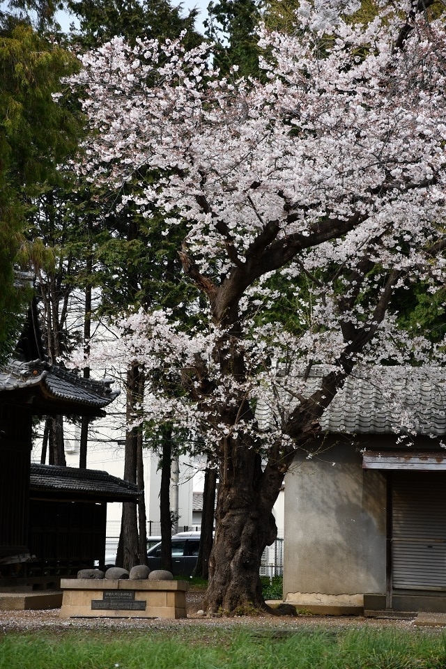 篠岡八幡大神社　笹久保　桜と力石