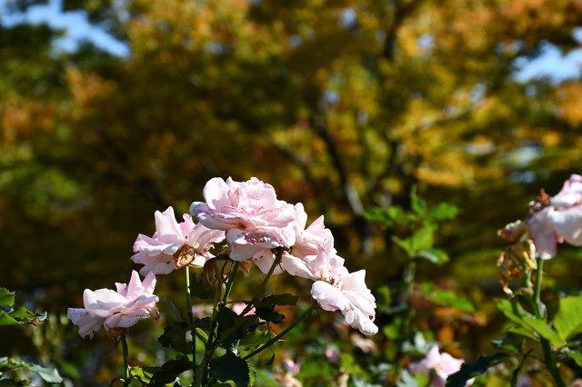 24-秋のバラ与野公園