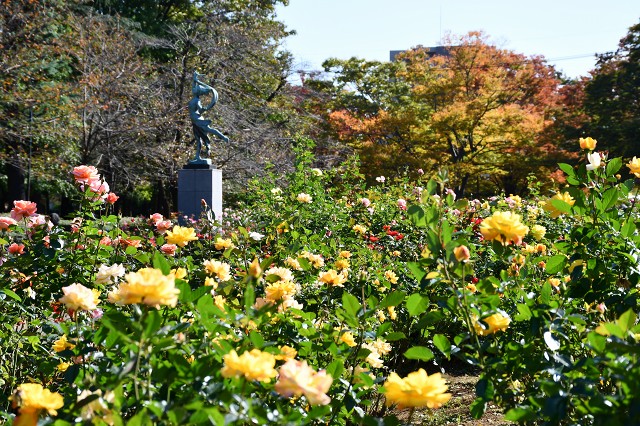 21-与野公園秋のバラ