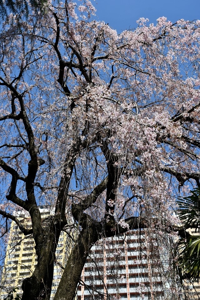本行寺　枝垂れ桜