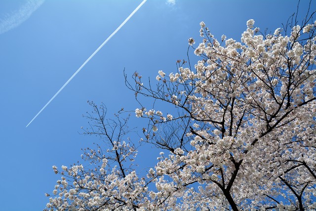 桜と飛行機雲