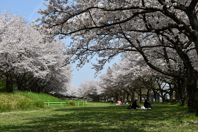 川越公園　桜
