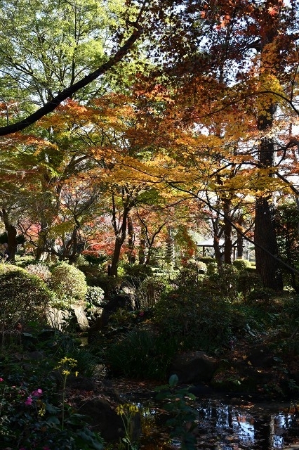 大宮公園日本庭園の紅葉
