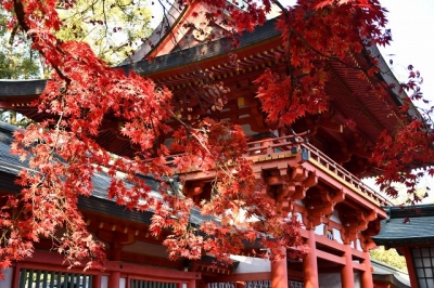紅葉と氷川神社
