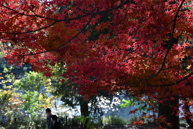 コロナ禍大宮公園ボート池の紅葉