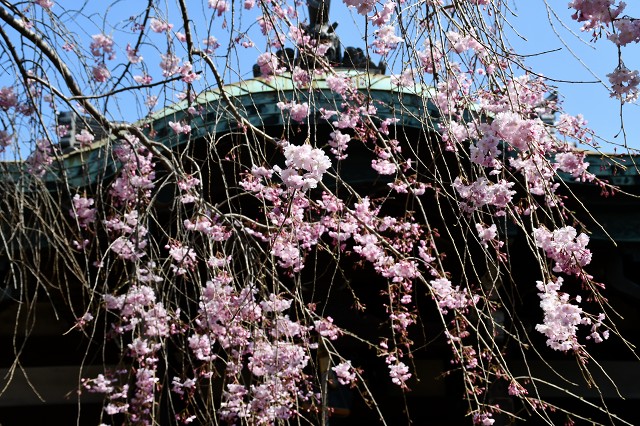 天王寺の桜