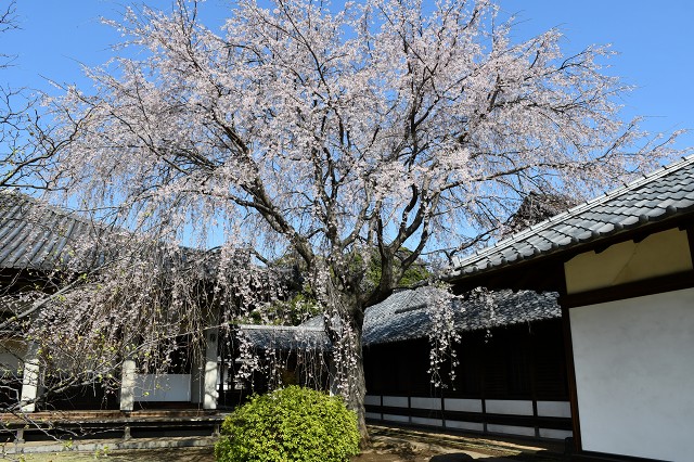 天王寺の桜