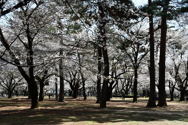 コロナ禍　大宮公園の桜