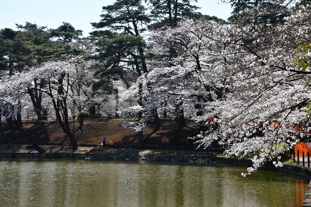 コロナ禍　大宮公園の桜