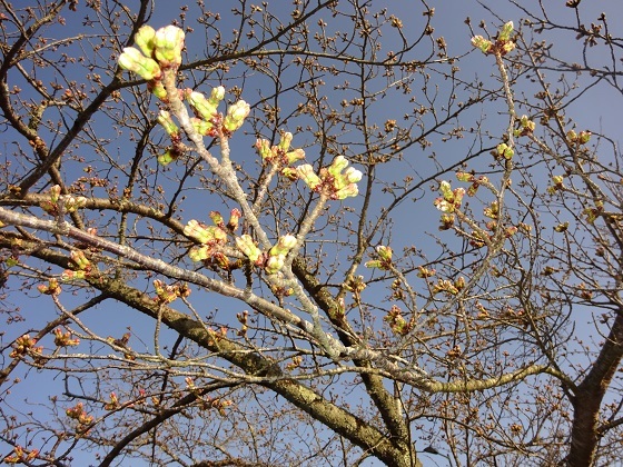 芽吹き始めた桜