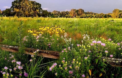 prairie-wildflowers-beebalm-rattlesnake-master-golden-hour-storm-light.jpg