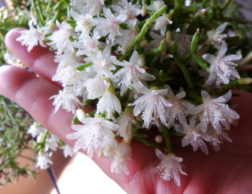 リプサリス　青柳の花