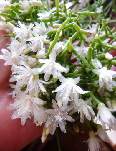 リプサリス　青柳の花
