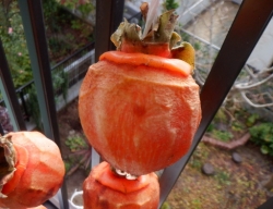干し柿