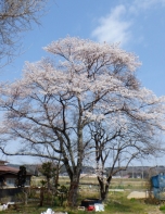 ばあちゃんの桜