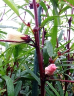 ローゼルの花