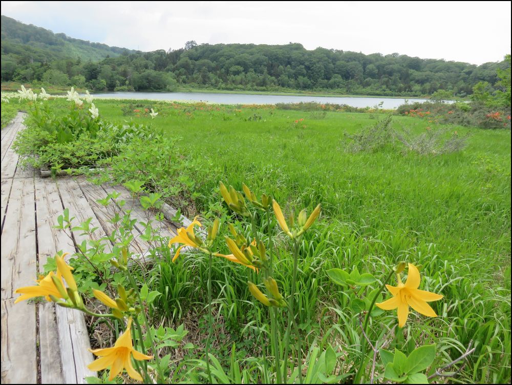 大沼自然研究路お散歩＠秋田八幡平、温泉とトレッキングの旅