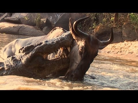 Crocodile Surprise Attacks Wildebeest | BBC Earth