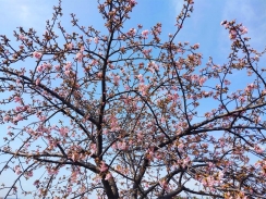 だいぶ開花が進んだ河津桜