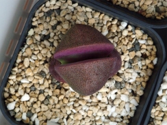 赤みが出て来た紫帝玉