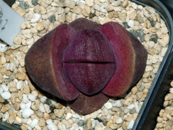 3対苗の紫帝玉