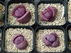 花芽の上がりが4株目まで確認出来た紫帝玉