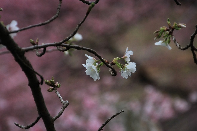 白い河津桜