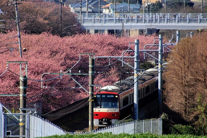 三浦海岸桜