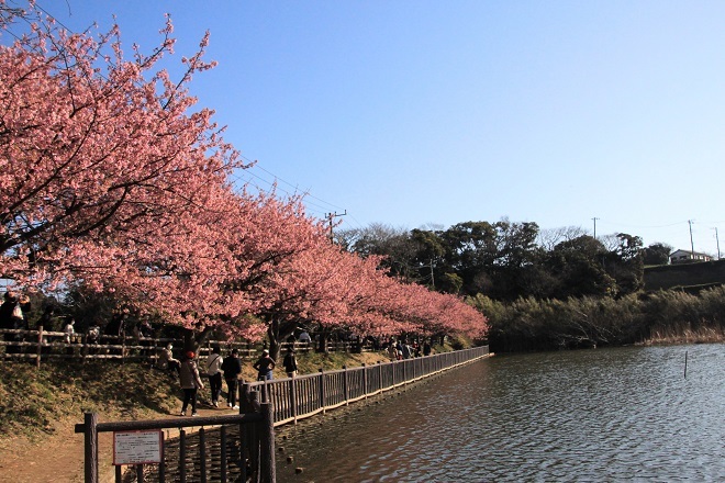 三浦海岸桜