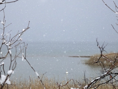 田沢湖で羽を休める白鳥