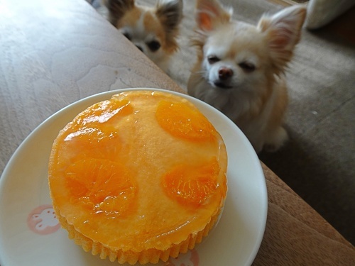蒸しケーキ？　柚子　杏子