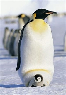 ペンギン立ち姿1_R