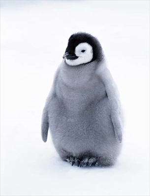 ペンギン1_R