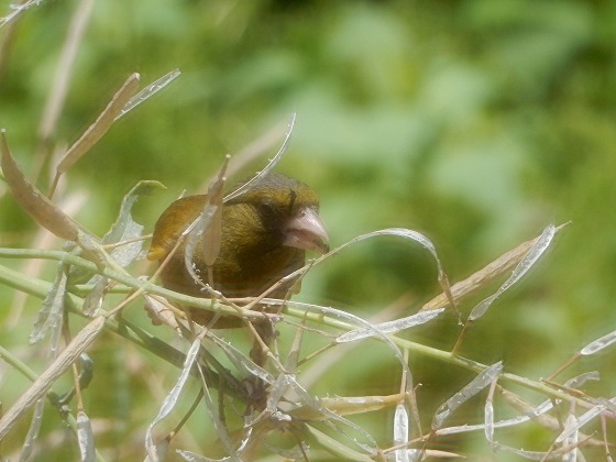 DSCN6389.jpg