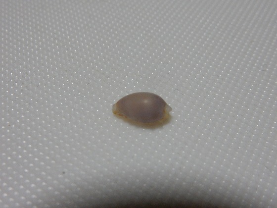 DSCN8632.jpg