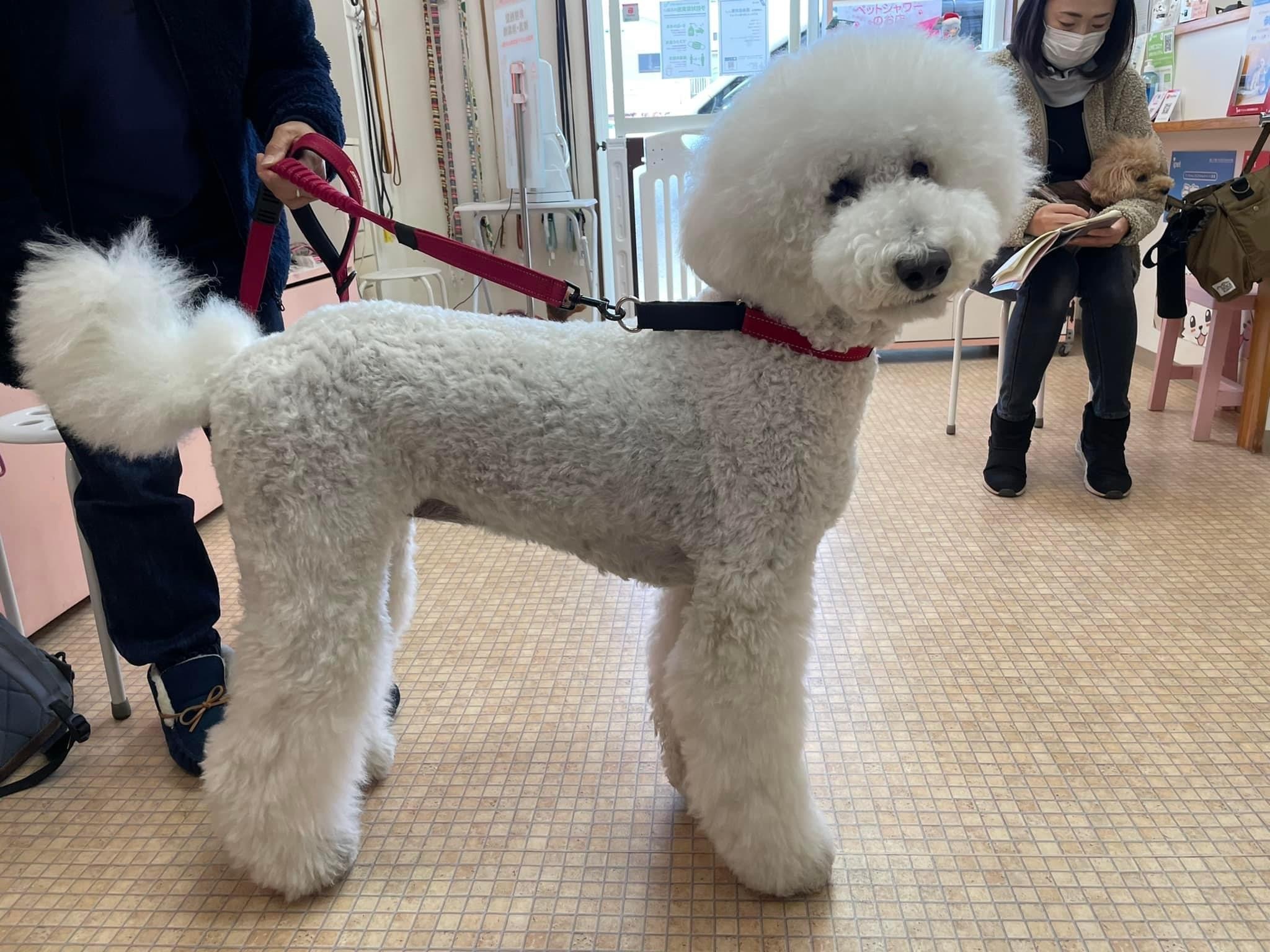 神奈川開催犬の整体マッサージセミナーに参加された愛犬さん<br>