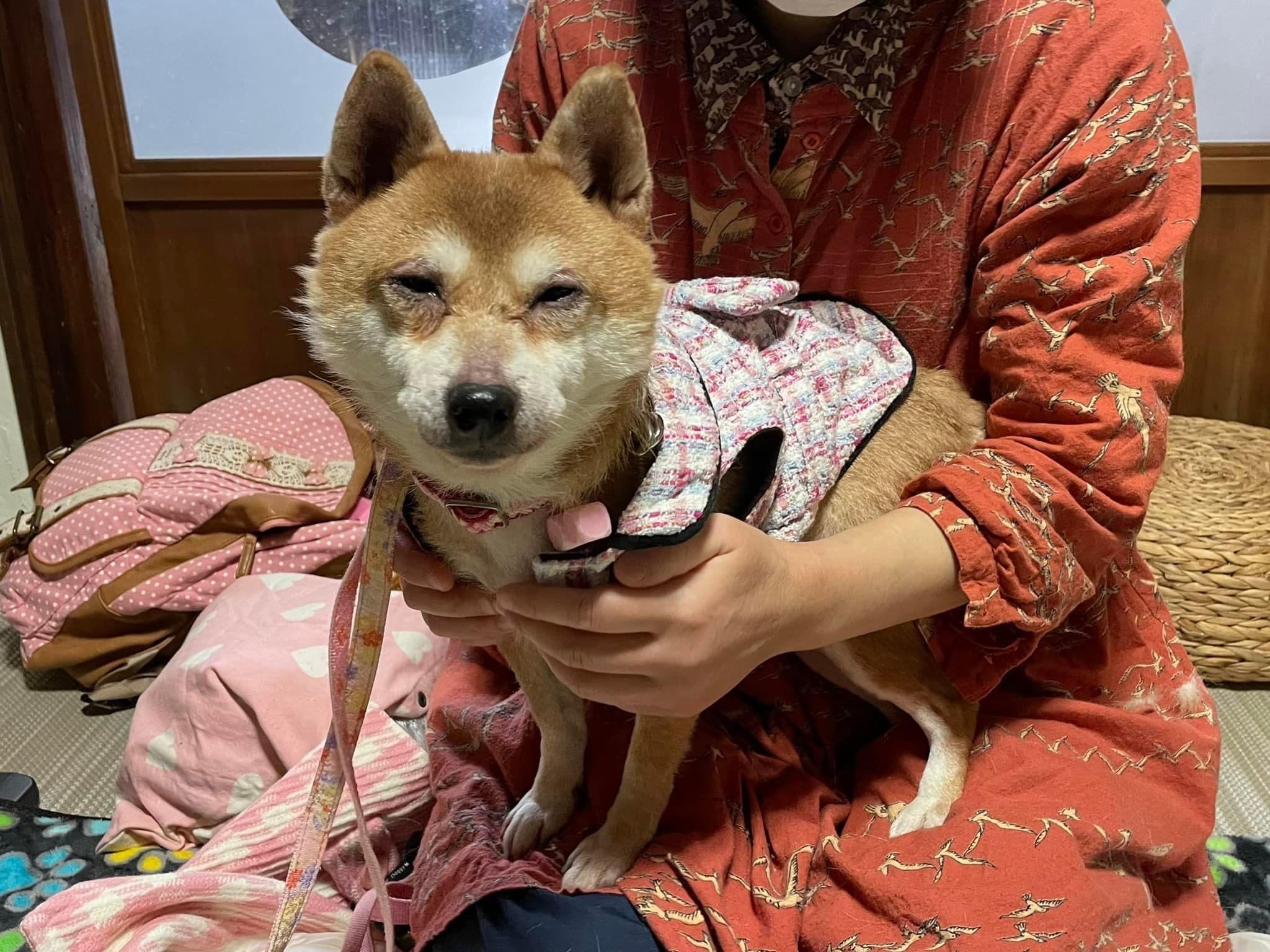 大阪府開催犬の整体マッサージセミナーに参加された愛犬さん